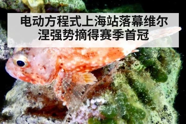 电动方程式上海站落幕维尔涅强势摘得赛季首冠